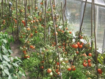 Вибираємо кращі сорти томатів для теплиці які вирощувати