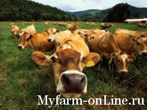 Alegerea unei vaci de lapte, ferma mea online
