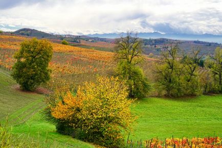 Vin și gastronomic traseu în Piemont - site-ul vinului