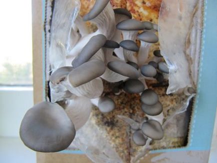 Cultivarea ciuperci de ciuperci ciuperci de ciuperci în casă