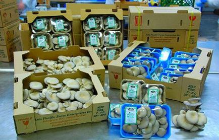 Вирощування грибів глива - грибний бізнес в домашніх умовах