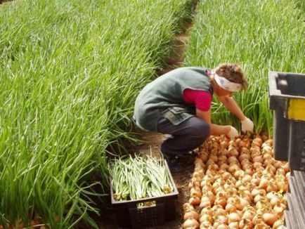 Cultivarea cepei pe tehnologia penei, pe teren deschis