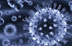 Virus Schmallenberg aspect, distribuție, diagnostic - popular portal științific 