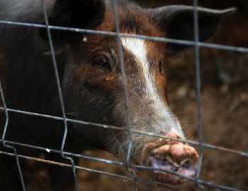 В яких випадках свиня нападе і покусає (з'їсть) людини, в щелепах тварин