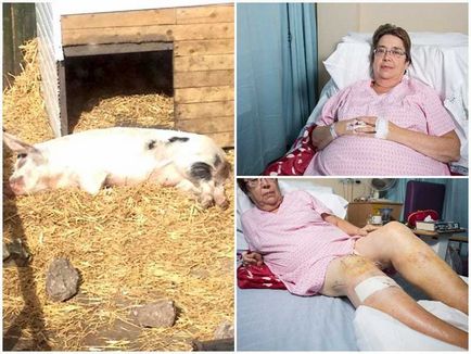 В яких випадках свиня нападе і покусає (з'їсть) людини, в щелепах тварин
