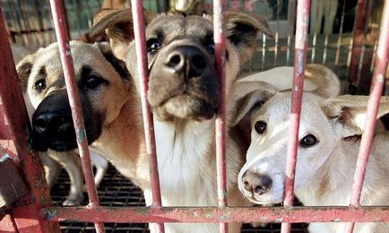 У корее закрили найбільший ринок собачого м'яса - новини про тварин в світі людей