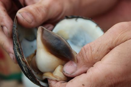 Rețete delicioase de fructe de mare cu fotografii