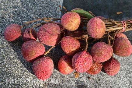 All-All-All Despre Litchi