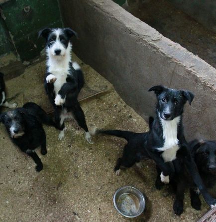 Câinii medici trăiesc în adăpostul Ufa 