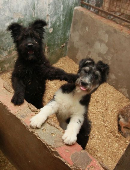 Câinii-medici trăiesc în adăpostul Ufa 