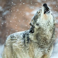 В Україні активізувалися вовки від собак залишаються тільки нашийники з кривавими плямами
