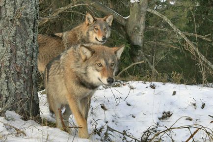 В Україні активізувалися вовки від собак залишаються тільки нашийники з кривавими плямами