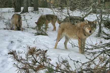 În Ucraina, lupii au devenit mai activi de la câini, doar gulere cu pete de sânge rămân