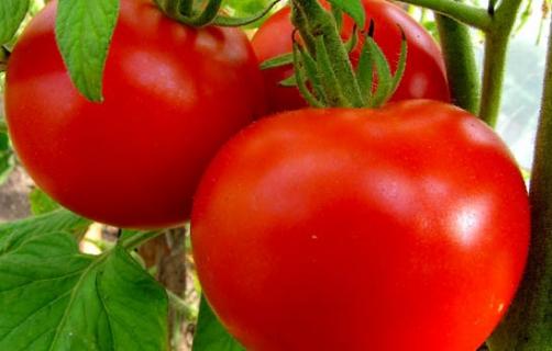 Характеристика великоплідних сортів томатів