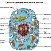 Хімічний склад організму людини