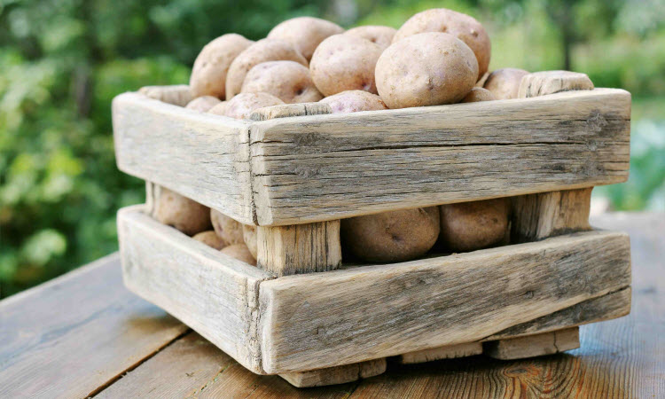 Зберігання картоплі в домашніх умовах, терміни і способи, температура