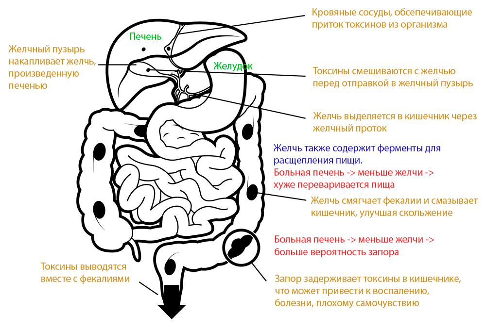 хронічний гепатит