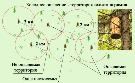 Pandora szelencéje - Hogyan méhészeti Oroszországban