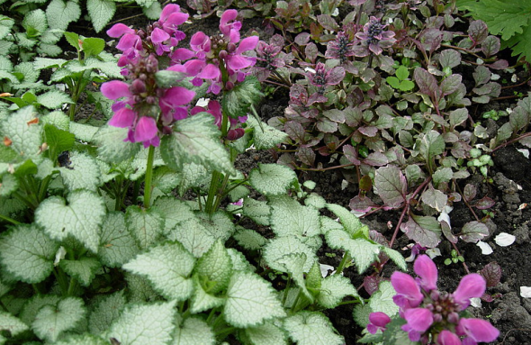 Alpinism de plantare și îngrijire, cultivare, reproducere, descriere, fotografie