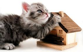 Навіщо потрібен будиночок для кішки