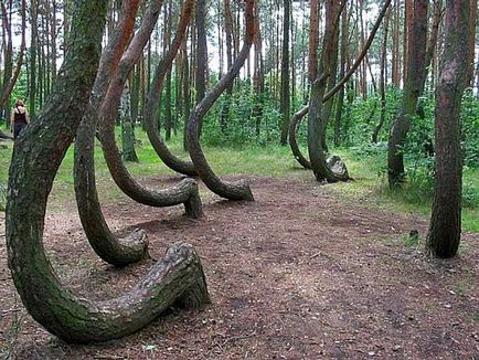 Misterios pădure răsucite în Polonia - timp pentru odihnă