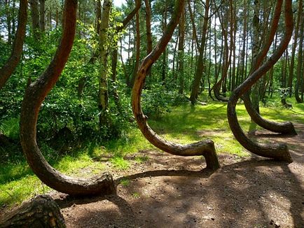 Titokzatos ívelt erdő Lengyelországban - idő a pihenésre
