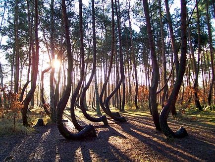 Titokzatos ívelt erdő Lengyelországban - idő a pihenésre
