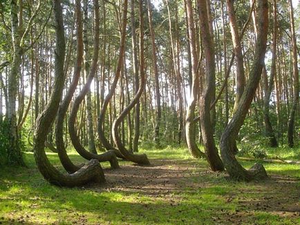 Misterios pădure răsucite în Polonia - timp pentru odihnă