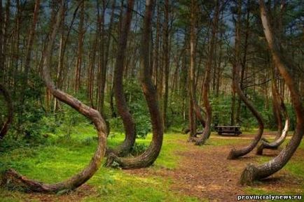 Pădurea misterioasă a curbei din Polonia