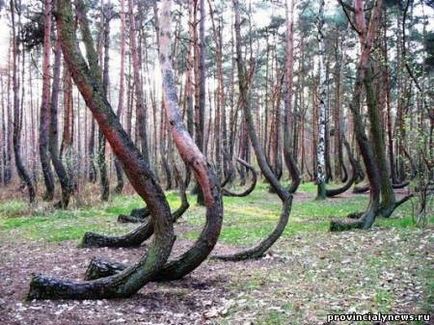 Загадковий кривої ліс в польщі