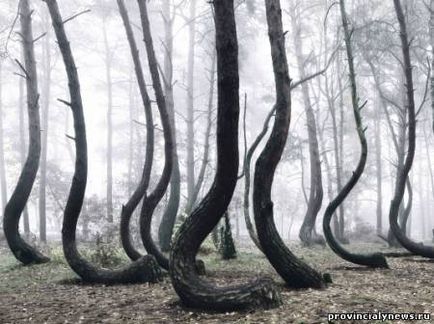 Pădurea misterioasă a curbei din Polonia