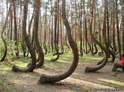Загадковий кривої ліс в польщі