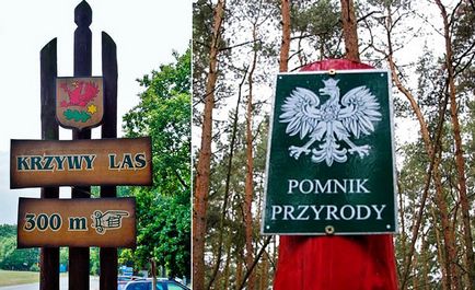 Titokzatos görbe erdő Lengyelországban, The Secret World