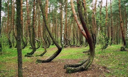 Загадковий кривої ліс в польщі, світ таємниць