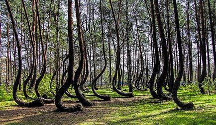 Pădurea misterioasă a curbei din Polonia, o lume a secretelor