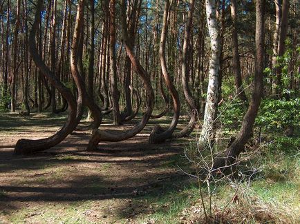 Загадковий «кривий ліс» в польщі - туристичний портал - світ гарний!