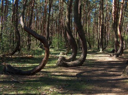 Загадковий «кривий ліс» в польщі - туристичний портал - світ гарний!