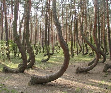 Titokzatos „erdő a görbe” Lengyelországban - útikalauz - a világ gyönyörű!