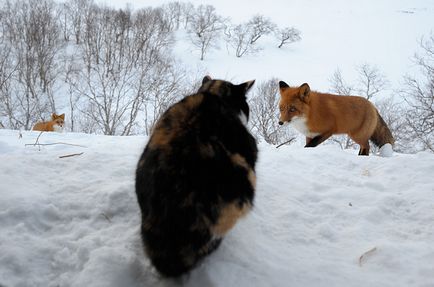 Fenntartva ryska - vihar rókák - állatorvost értesíteni