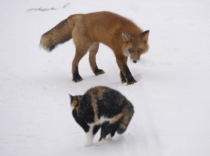 Заповідна Риська - гроза лисиць - поради ветеринарного лікаря