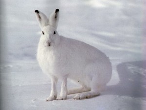 Заєць біляк - виживання в дикій природі і екстремальних ситуаціях