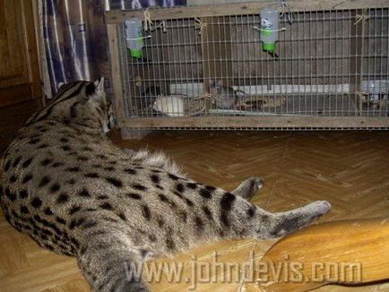 Az élet-halászat macska (cat horgász) Az élet-horgász macska