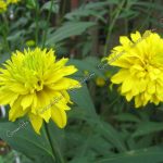 Златни топки Rudbeckia hirta Чери Бренди, цвете в ландшафтен дизайн, расте от семена