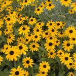 Златни топки Rudbeckia hirta Чери Бренди, цвете в ландшафтен дизайн, расте от семена