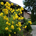 Bile de aur rudbeckia chertsey cires brandy, floare în design peisaj, în creștere din semințe