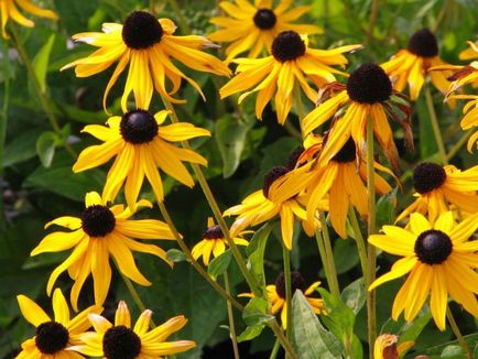 Golden Balls Rudbeckia hirta Cherry Brandy, egy virág a kerttervezés, egyre nagyobb a mag