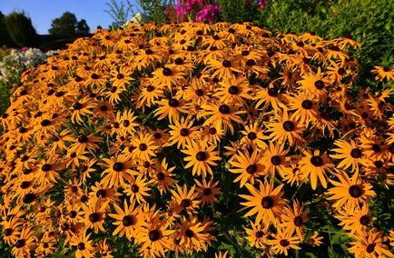 Golden Balls Rudbeckia hirta Cherry Brandy, egy virág a kerttervezés, egyre nagyobb a mag