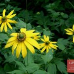 Golden Balls Rudbeckia hirta Cherry Brandy, egy virág a kerttervezés, egyre nagyobb a mag