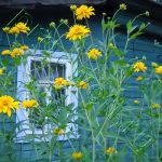 Золоті кулі рудбекия Хирта черрі бренді, квітка в ландшафтному дизайні, вирощування з насіння