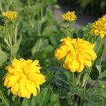 Златни топки Rudbeckia hirta Чери Бренди, цвете в ландшафтен дизайн, расте от семена